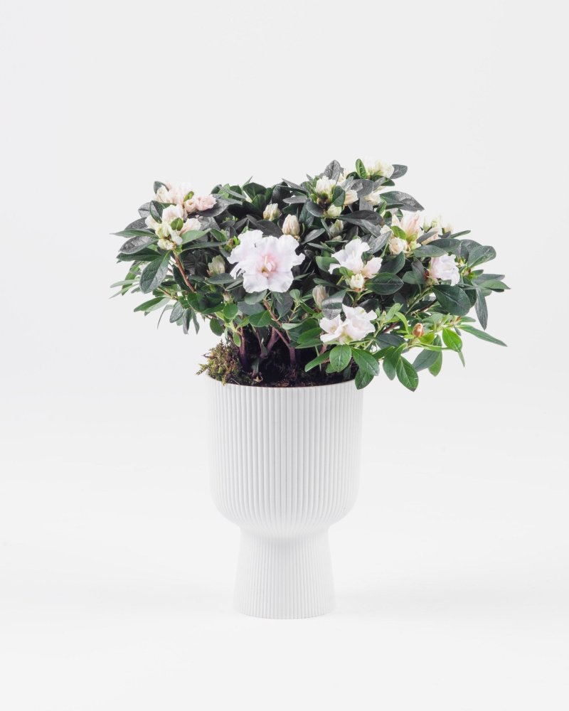 Jardinelle|Plant - Alissar Flowers Amman