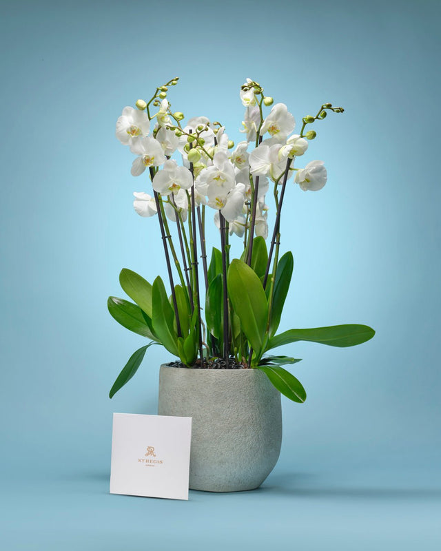 Lasting Love and Spa Voucher type | Alissar Flowers