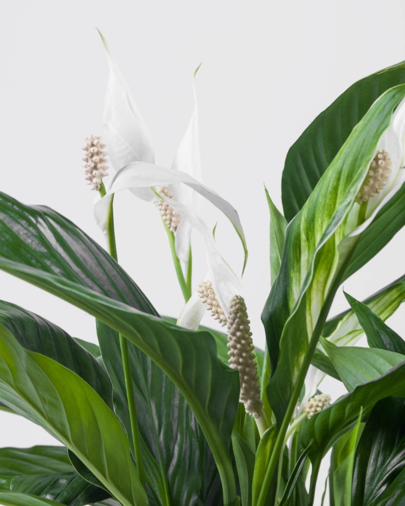 Leaforia|Plant - Alissar Flowers Amman