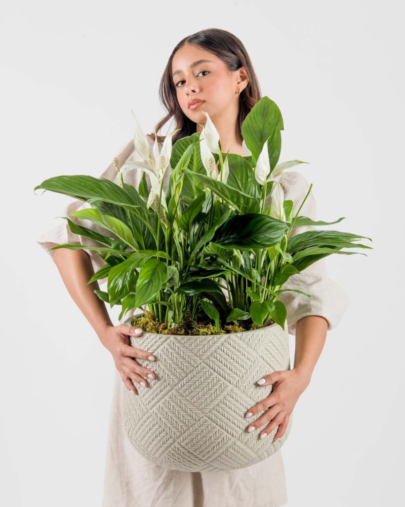 Leaforia|Plant - Alissar Flowers Amman