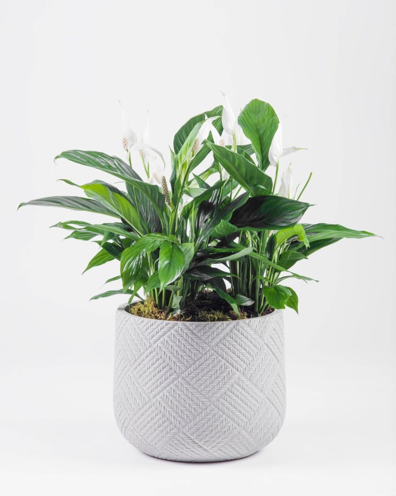 Leaforia|Plant - Alissar Flowers Amman