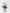 Luminara|Plant - Alissar Flowers Amman