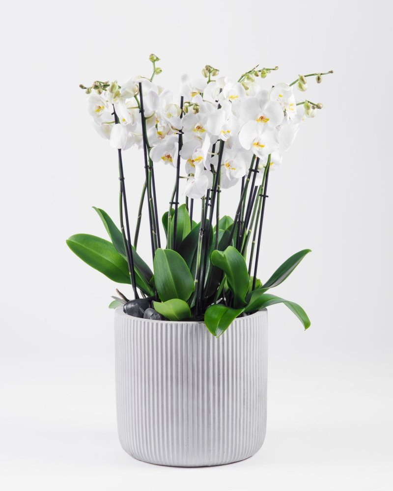 Luminara|Plant - Alissar Flowers Amman