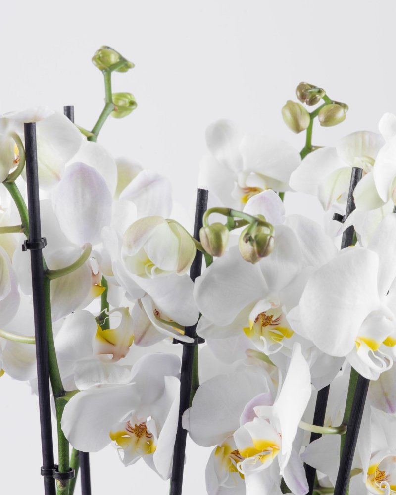 Luminara|Plant - Alissar Flowers Amman