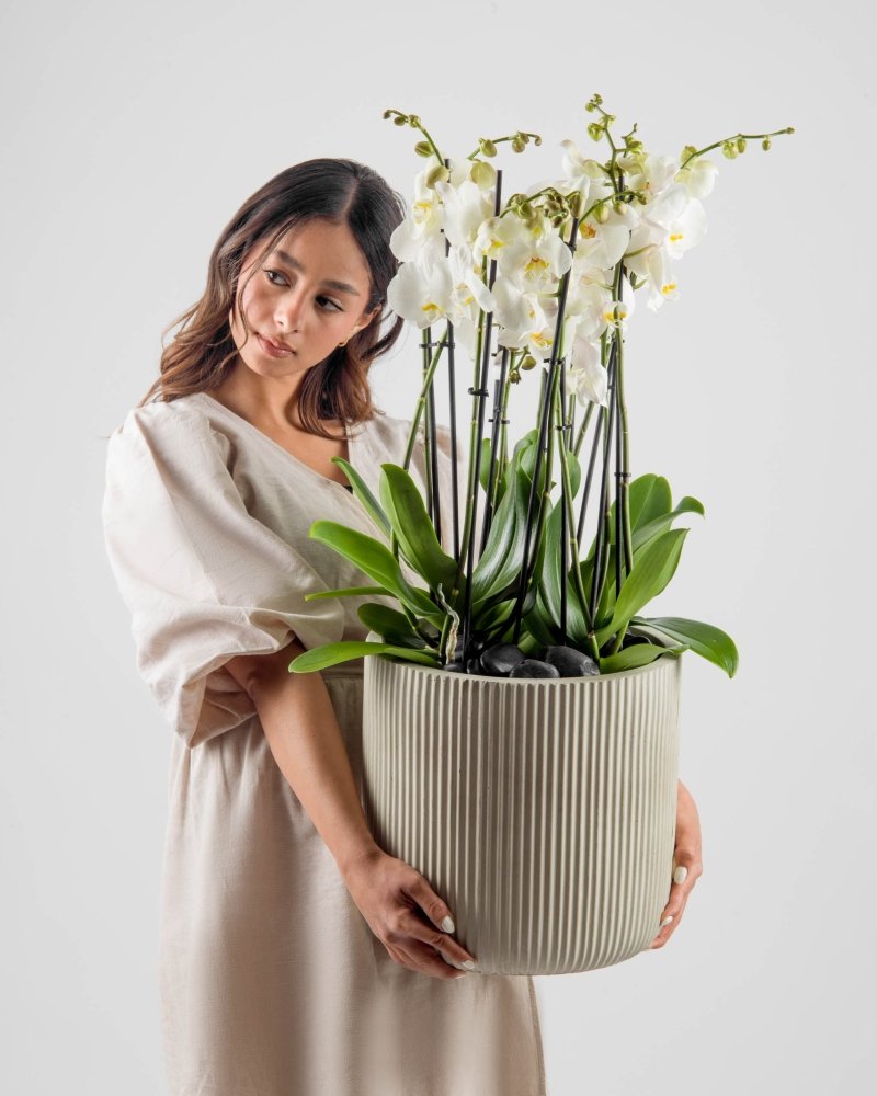 Luminara|Plant - Alissar Flowers Amman