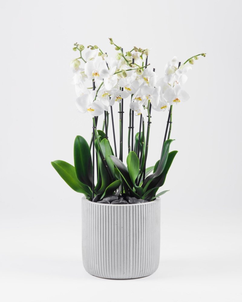 Luminara|Plant - Alissar Flowers Amman