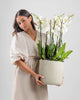 Luminara|Plant - Alissar Flowers Amman
