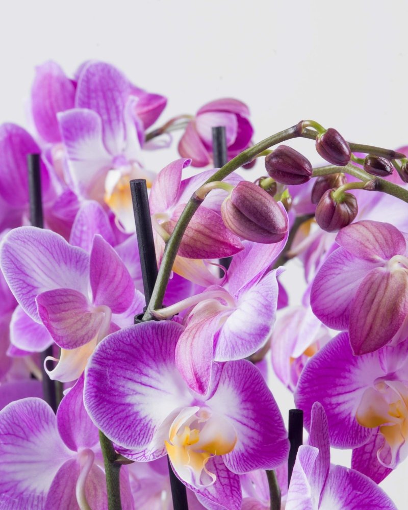 Luscinia|Plant - Alissar Flowers Amman