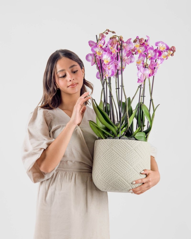 Luscinia|Plant - Alissar Flowers Amman