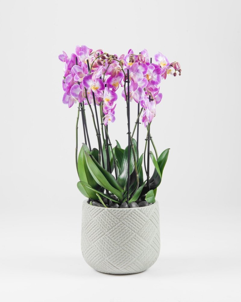 Luscinia|Plant - Alissar Flowers Amman