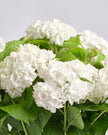 Meadow type | Alissar Flowers
