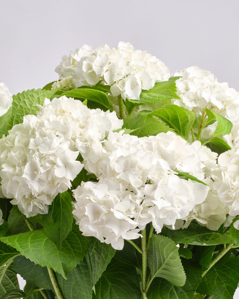 Meadow type | Alissar Flowers