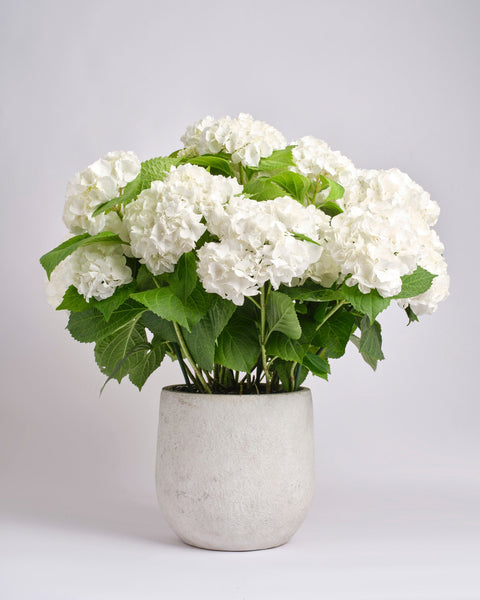 Meadow type | Alissar Flowers
