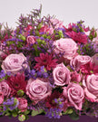 Midnight Haze type | Alissar Flowers
