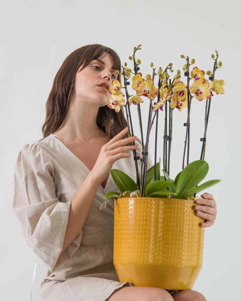 Orchidessa|Plant - Alissar Flowers Amman