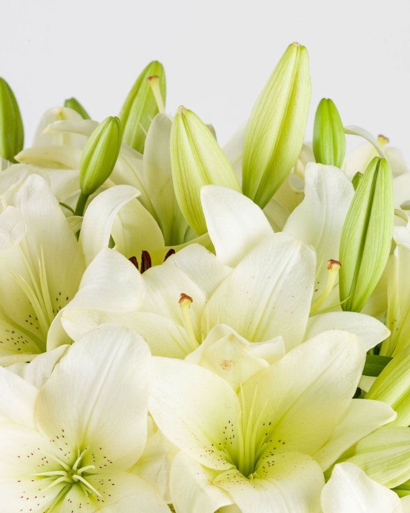 Palestine’s Resilience|Hand Bouquet - Alissar Flowers Amman