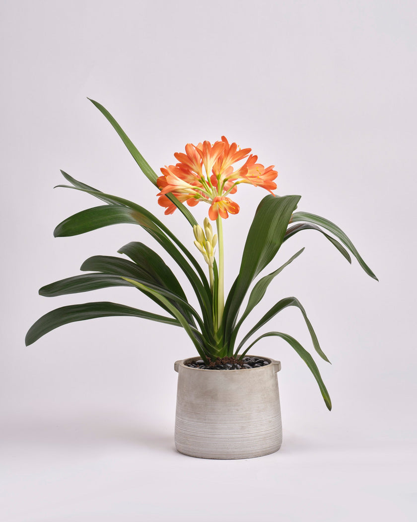 Patient Flame type | Alissar Flowers