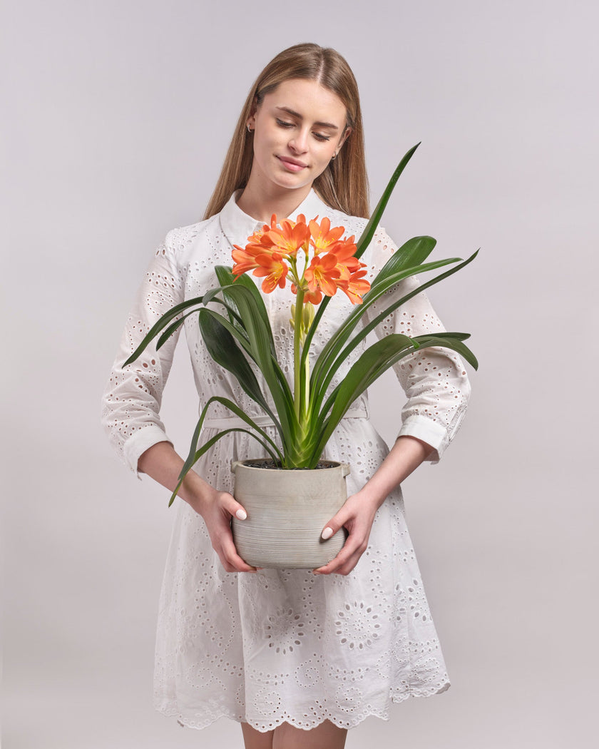 Patient Flame type | Alissar Flowers