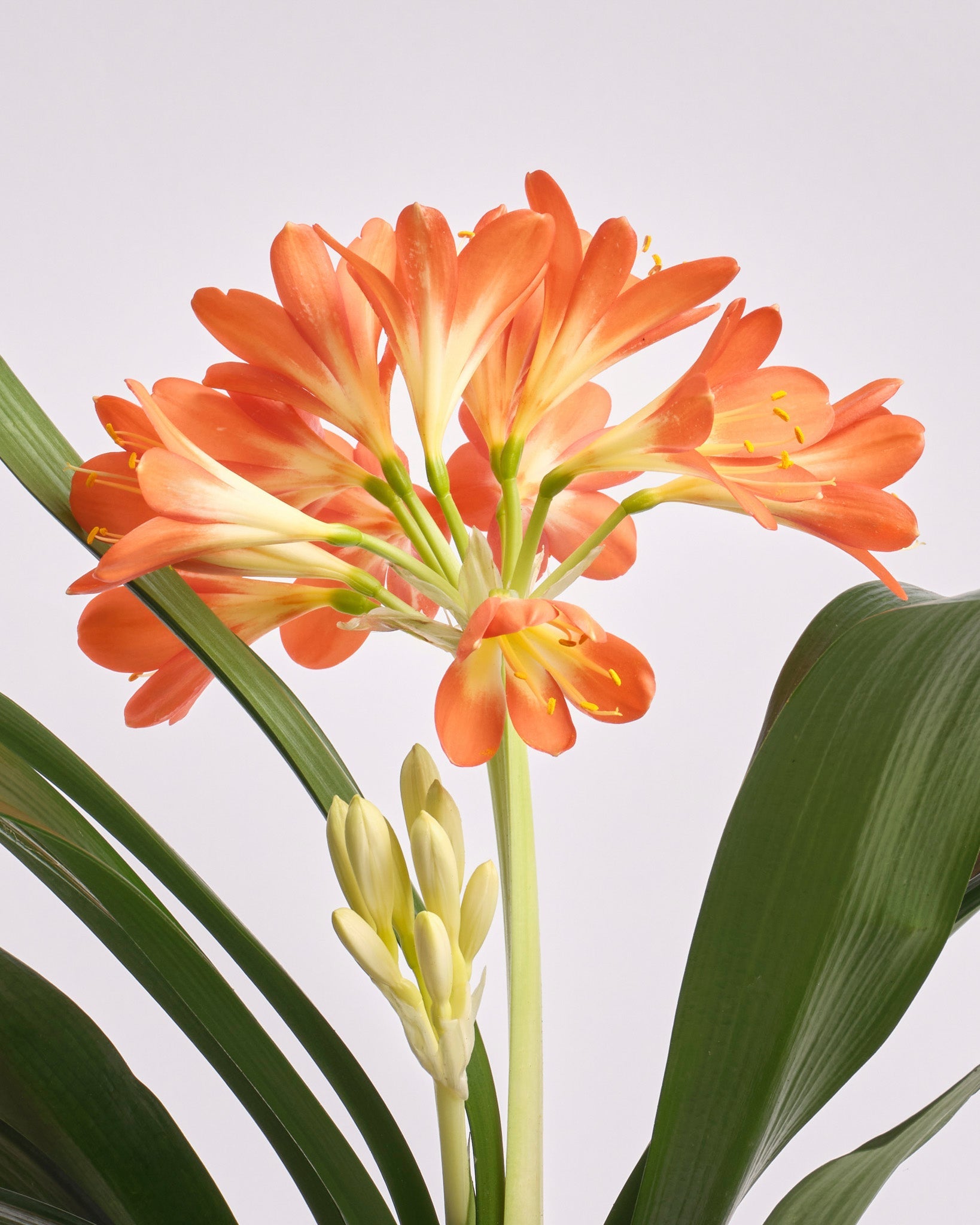 Patient Flame type | Alissar Flowers