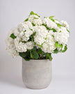 Pearl type | Alissar Flowers