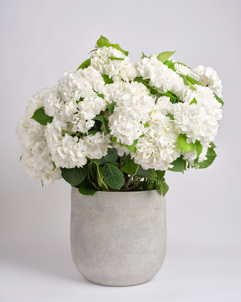 Pearl type | Alissar Flowers