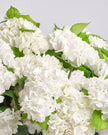 Pearl type | Alissar Flowers