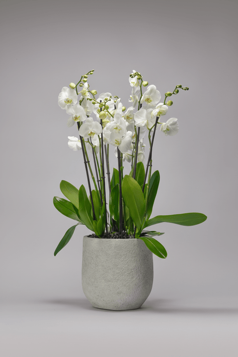 Petal Hearth type | Alissar Flowers