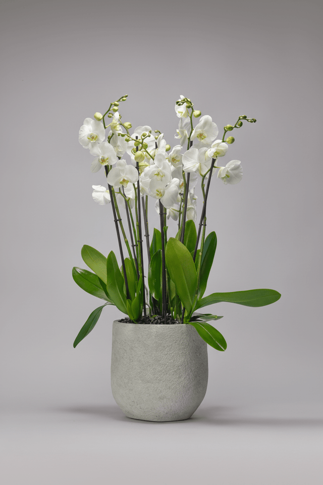 Petal Hearth type | Alissar Flowers