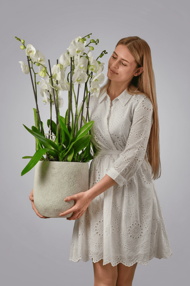 Petal Hearth type | Alissar Flowers