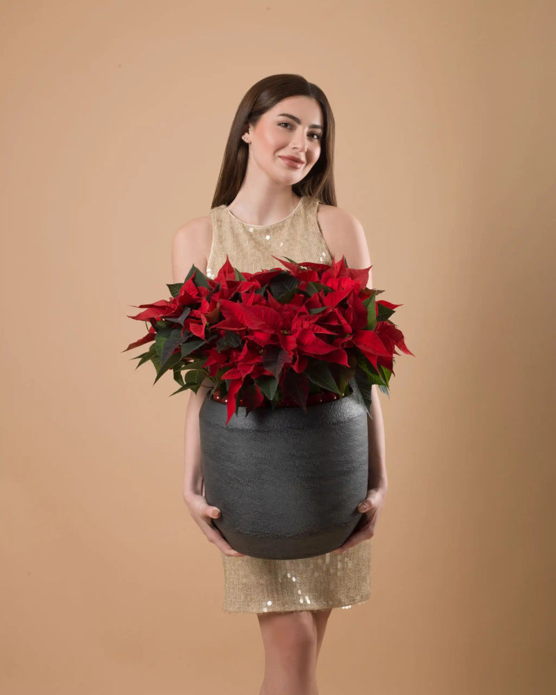 Poinsettia Wishes - Large Size|Plant - Alissar Flowers Amman