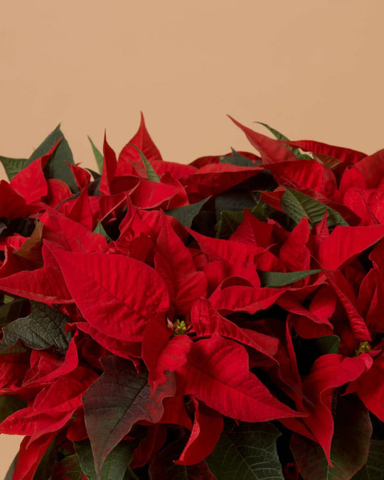 Poinsettia Wishes - Large Size|Plant - Alissar Flowers Amman