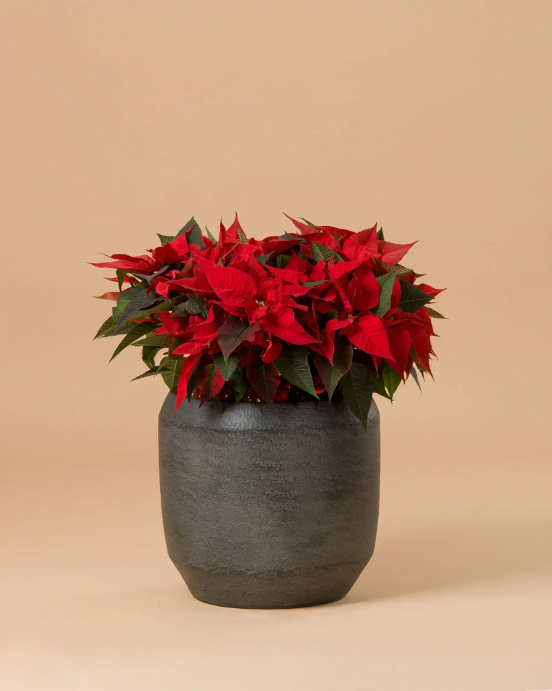 Poinsettia Wishes - Large Size|Plant - Alissar Flowers Amman