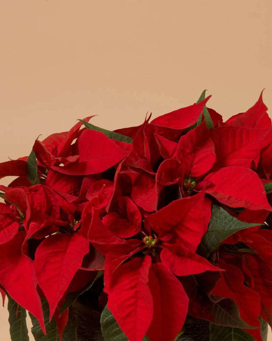 Poinsettia Wishes - Small Size|Plant - Alissar Flowers Amman