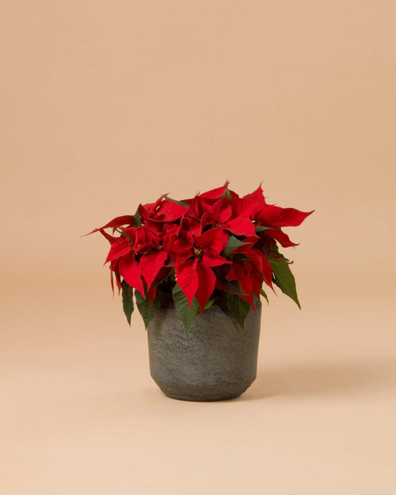 Poinsettia Wishes - Small Size|Plant - Alissar Flowers Amman