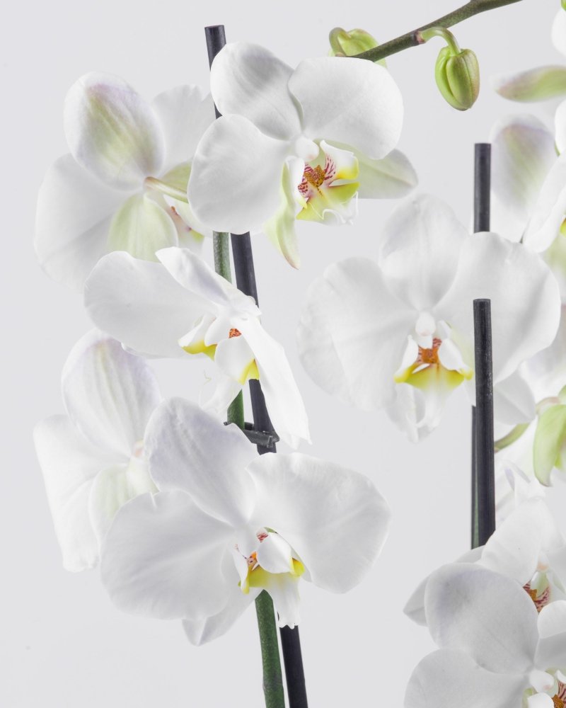 Poterra|Plant - Alissar Flowers Amman