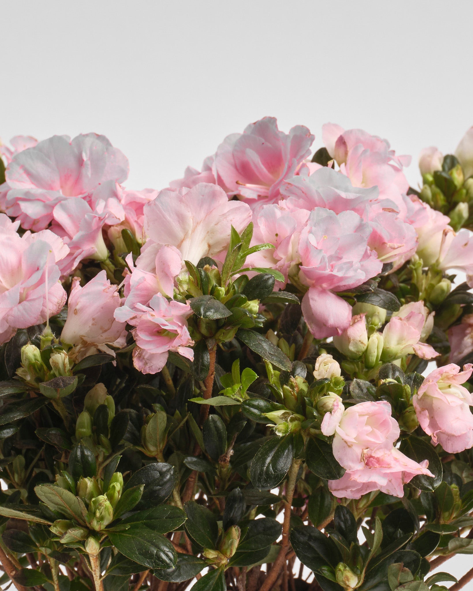 Quiet Bloom type | Alissar Flowers