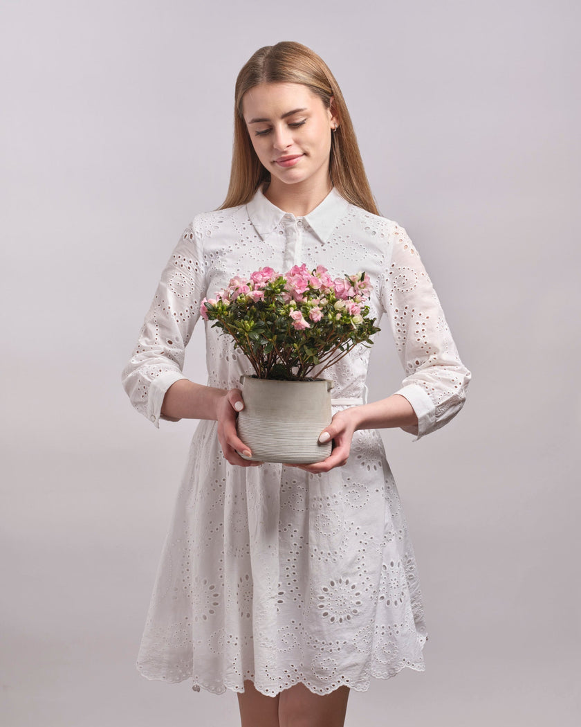 Quiet Bloom type | Alissar Flowers