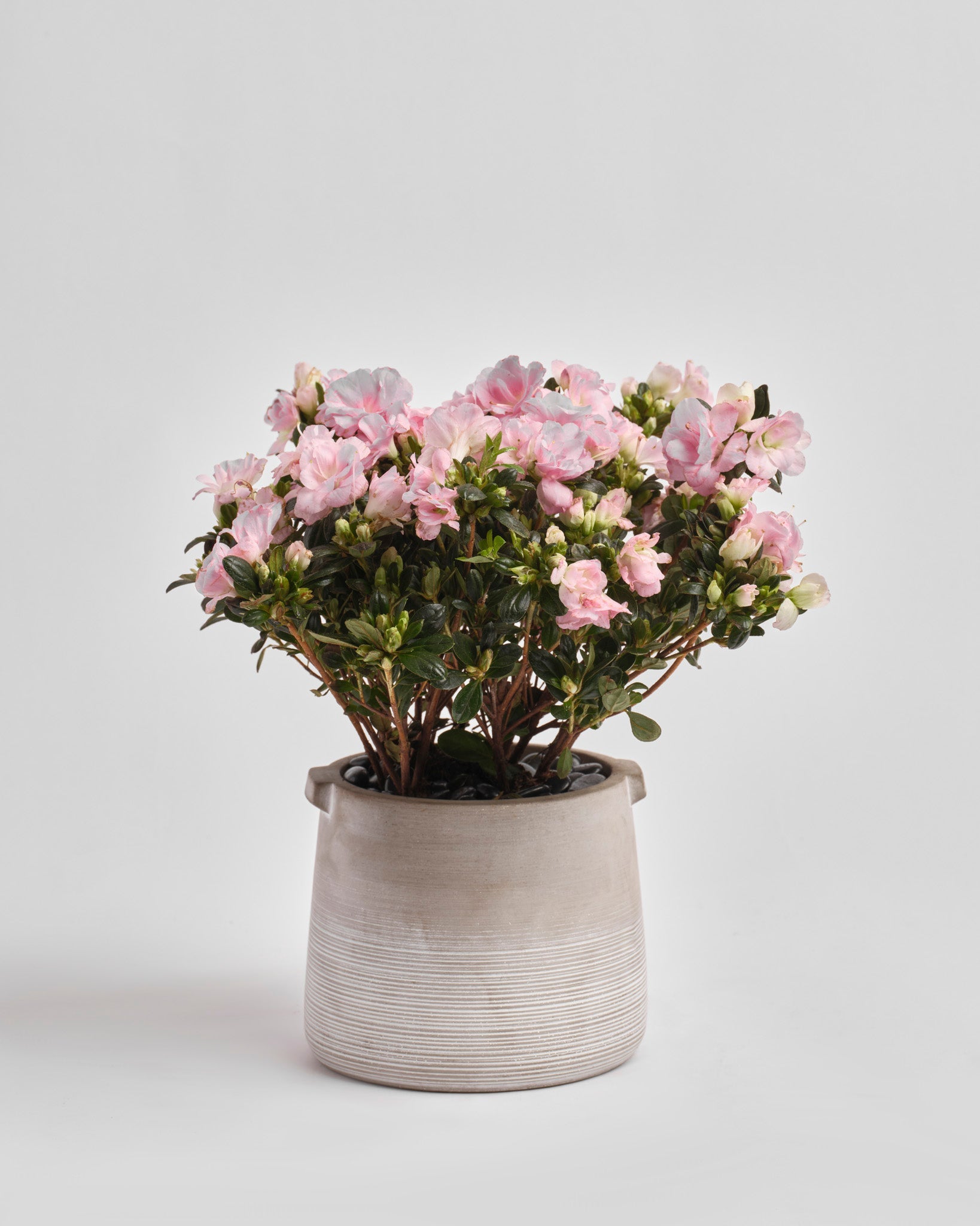 Quiet Bloom type | Alissar Flowers