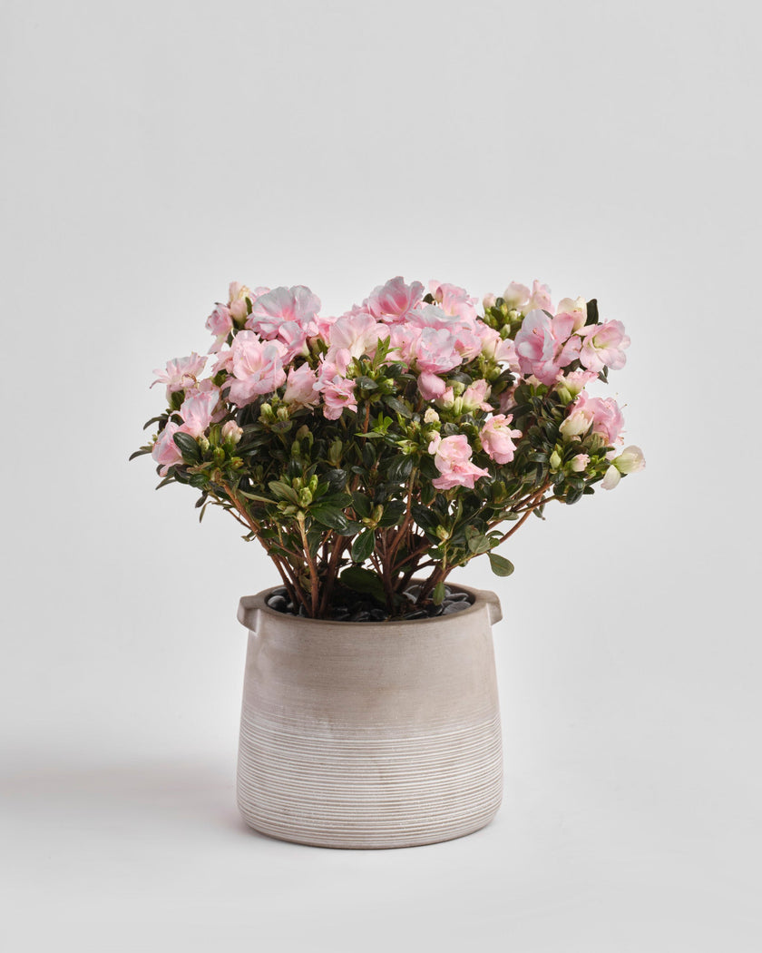 Quiet Bloom type | Alissar Flowers