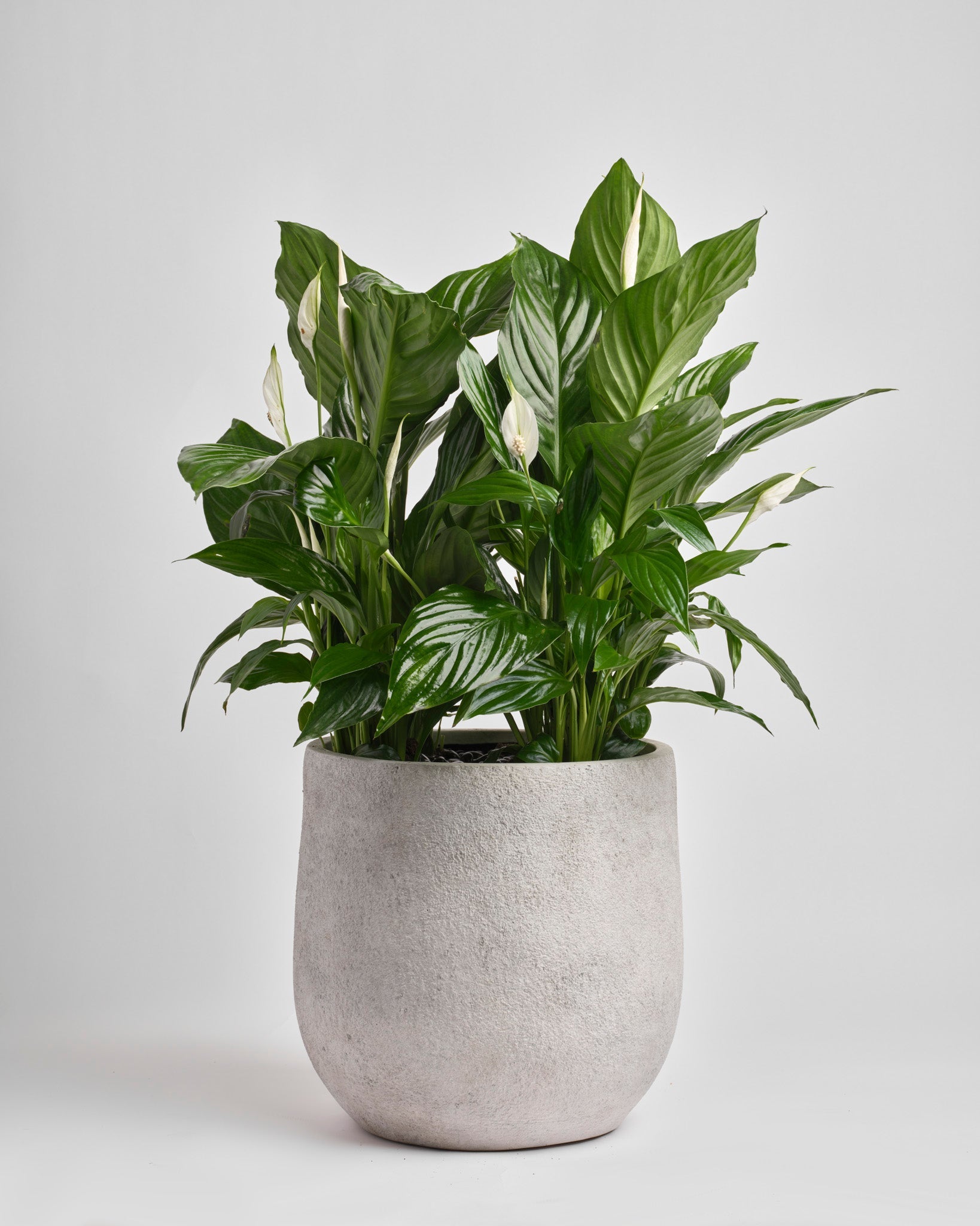 Quiet Companion type | Alissar Flowers