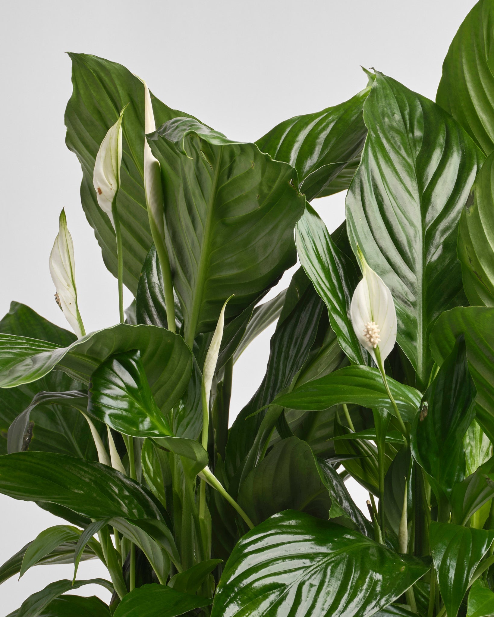 Quiet Companion type | Alissar Flowers