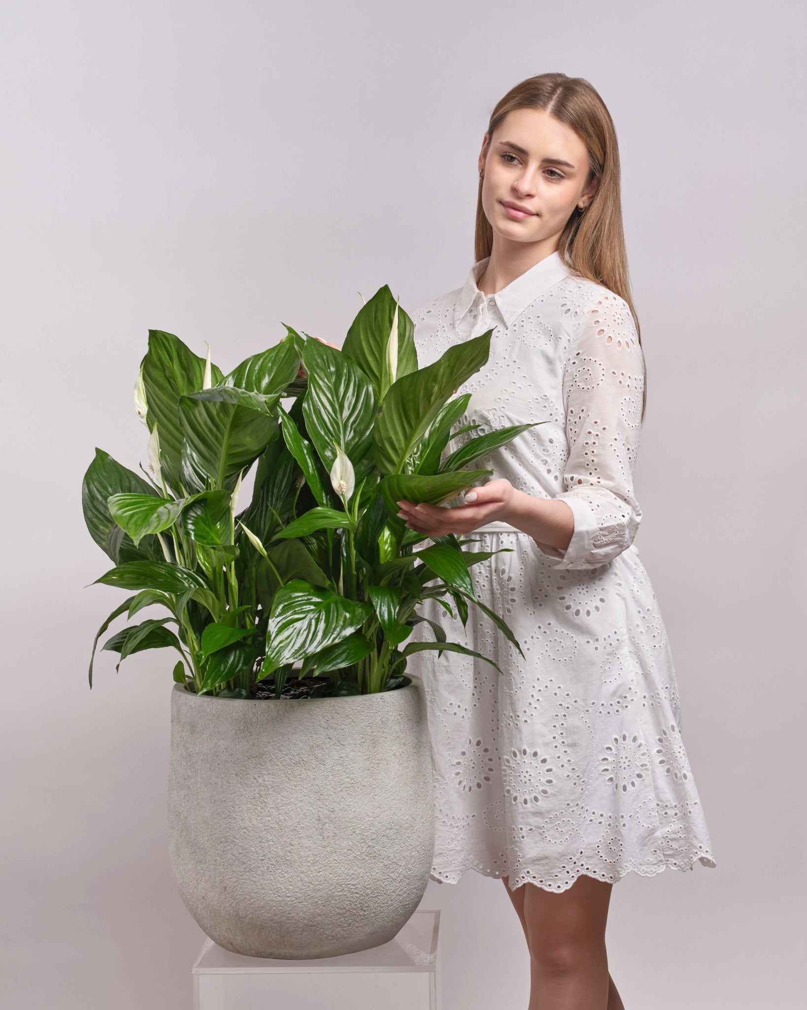 Quiet Companion type | Alissar Flowers