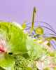 Rooted & Radiant|Graduation - Alissar Flowers Amman