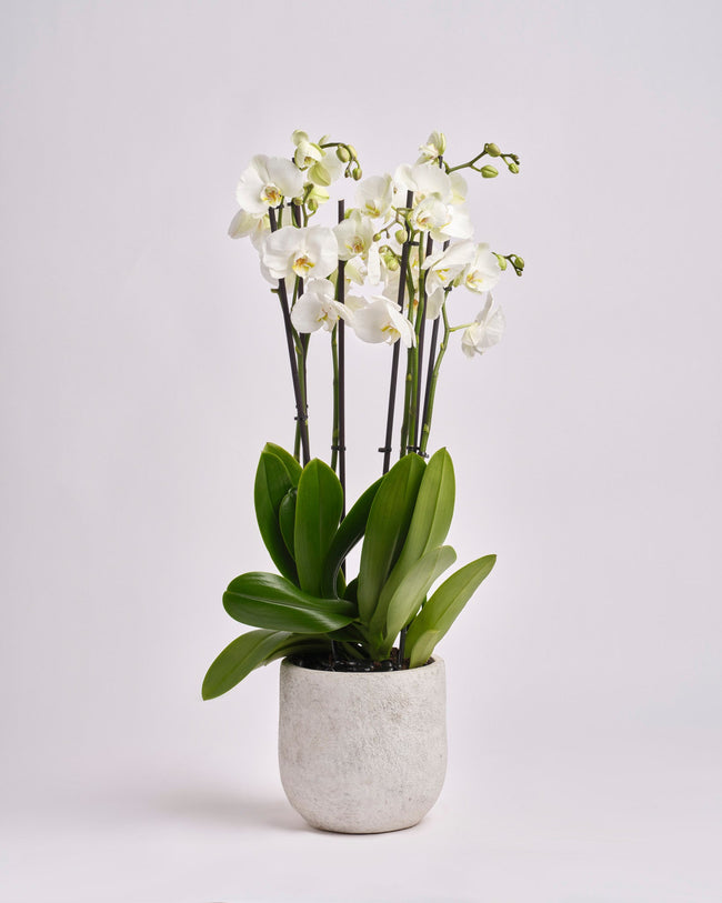 Silent Whisper type | Alissar Flowers
