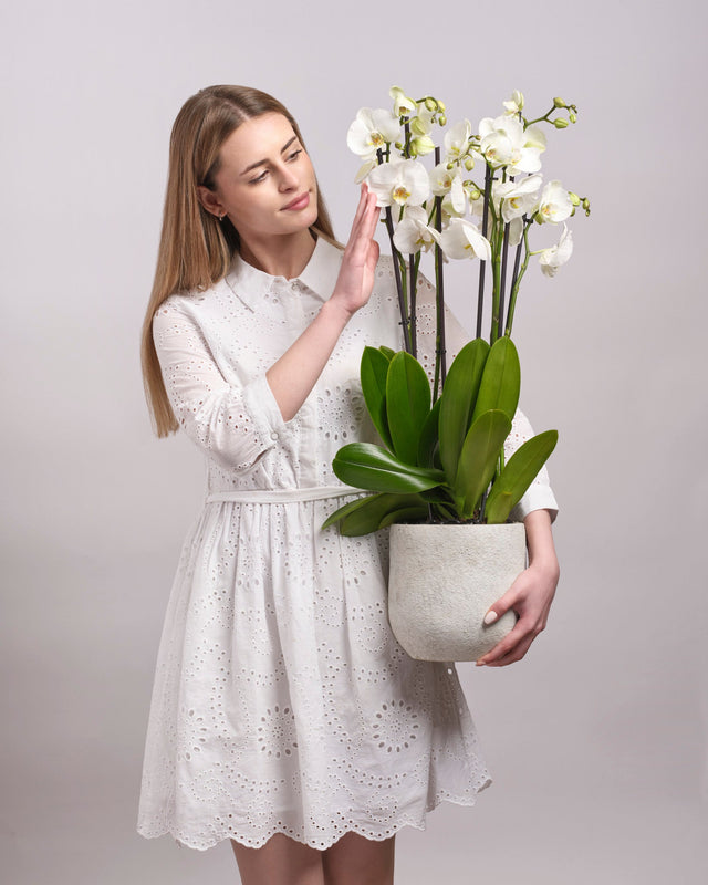 Silent Whisper type | Alissar Flowers