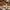 Sugar Daddy's Pecan Pie|Cake - Alissar Flowers Amman