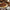 Sugar Daddy's Pecan Pie|Cake - Alissar Flowers Amman