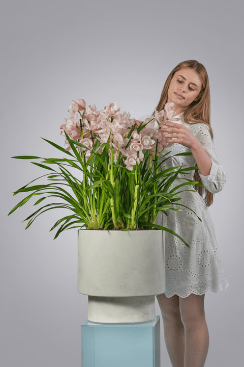 The Emerald Guardian type | Alissar Flowers