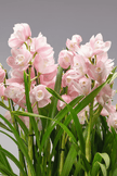 The Emerald Guardian type | Alissar Flowers