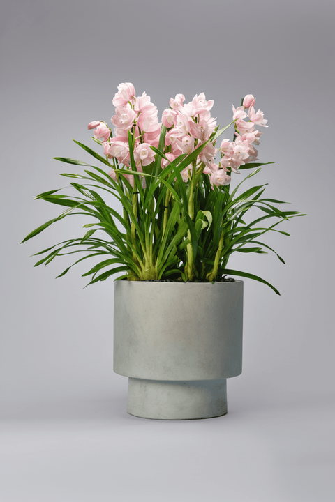 The Emerald Guardian type | Alissar Flowers